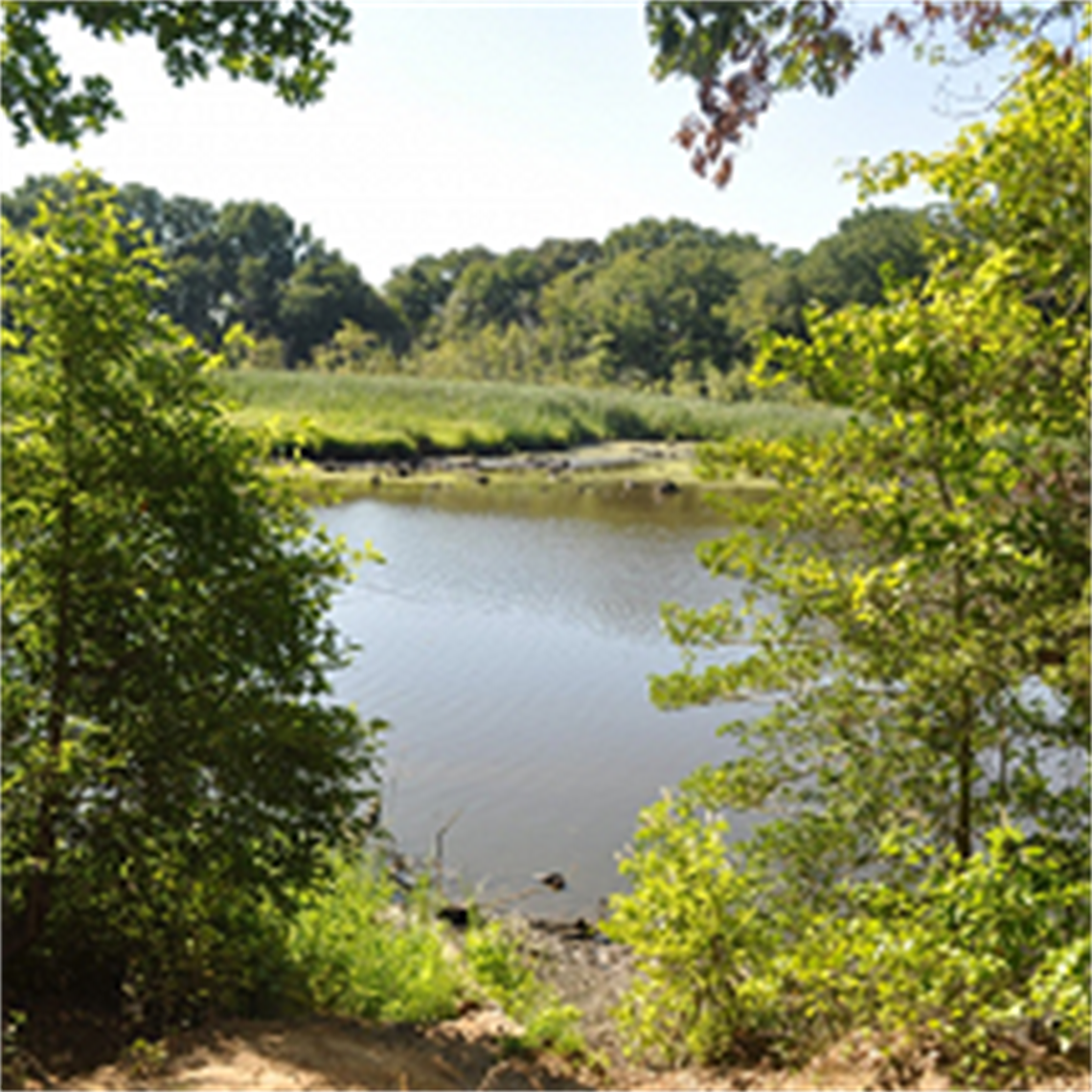 Tidbury-Creek.png